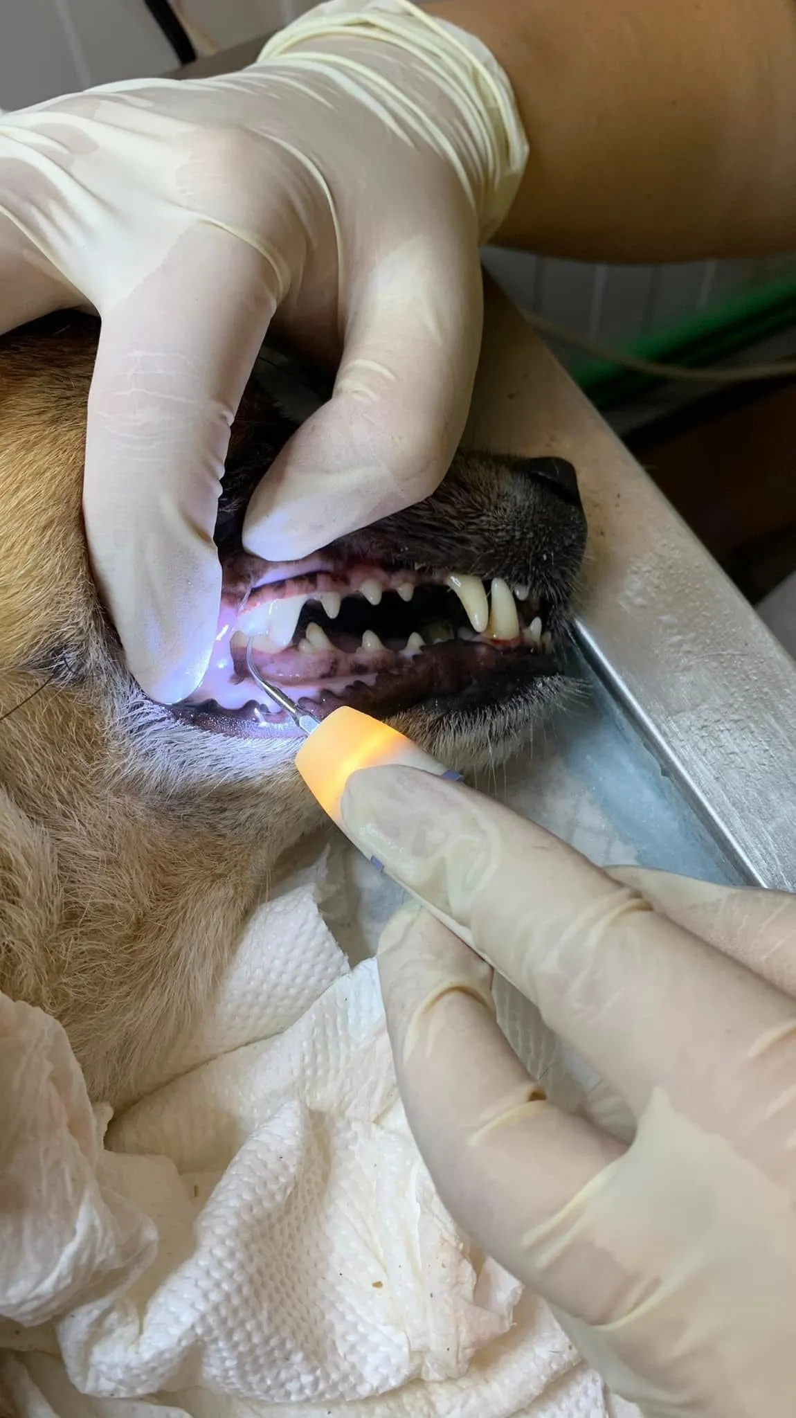 Medic veterinar Animar Expertvet