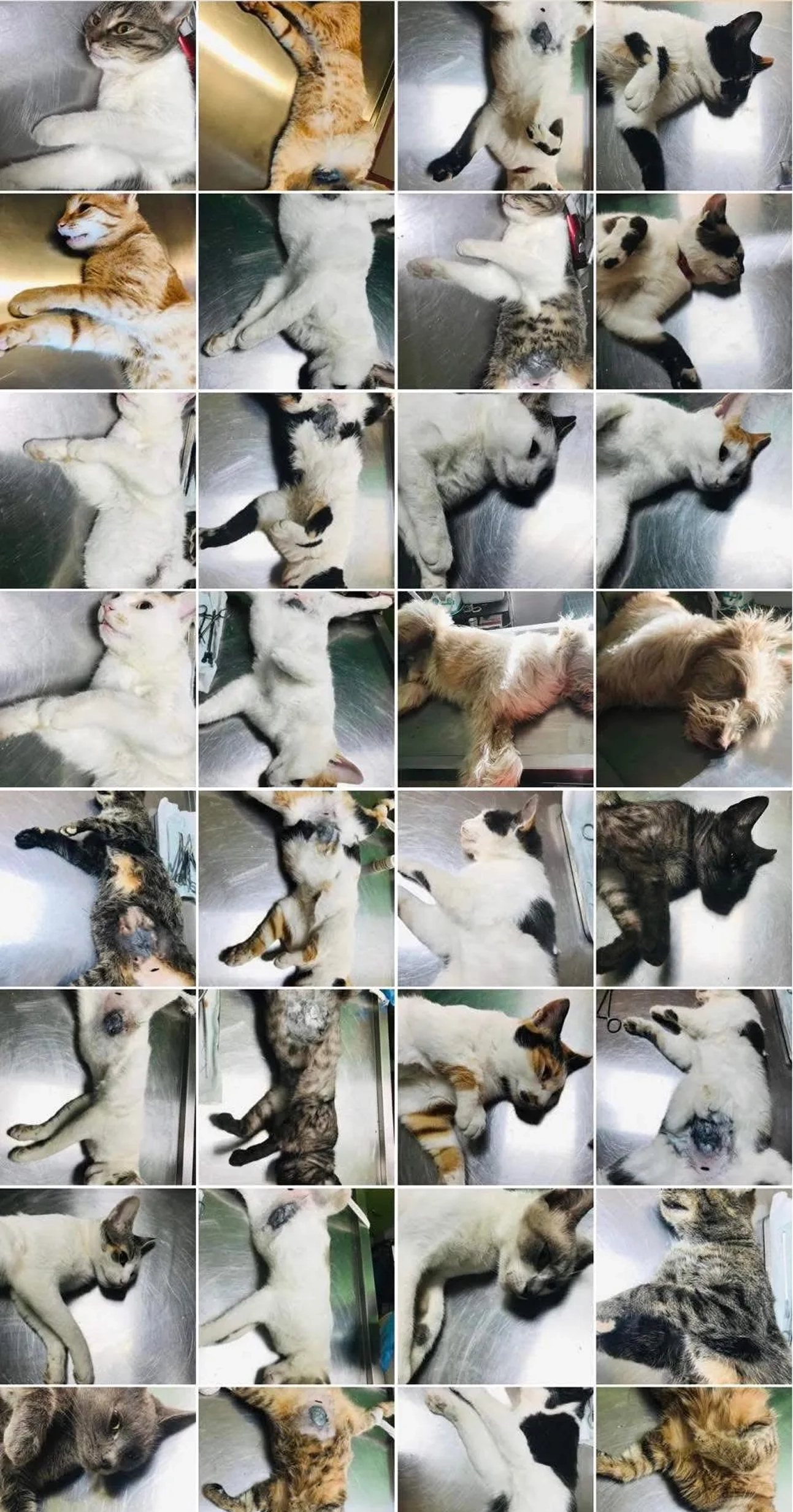 Pacient canin pe masa de tratament chirurgical